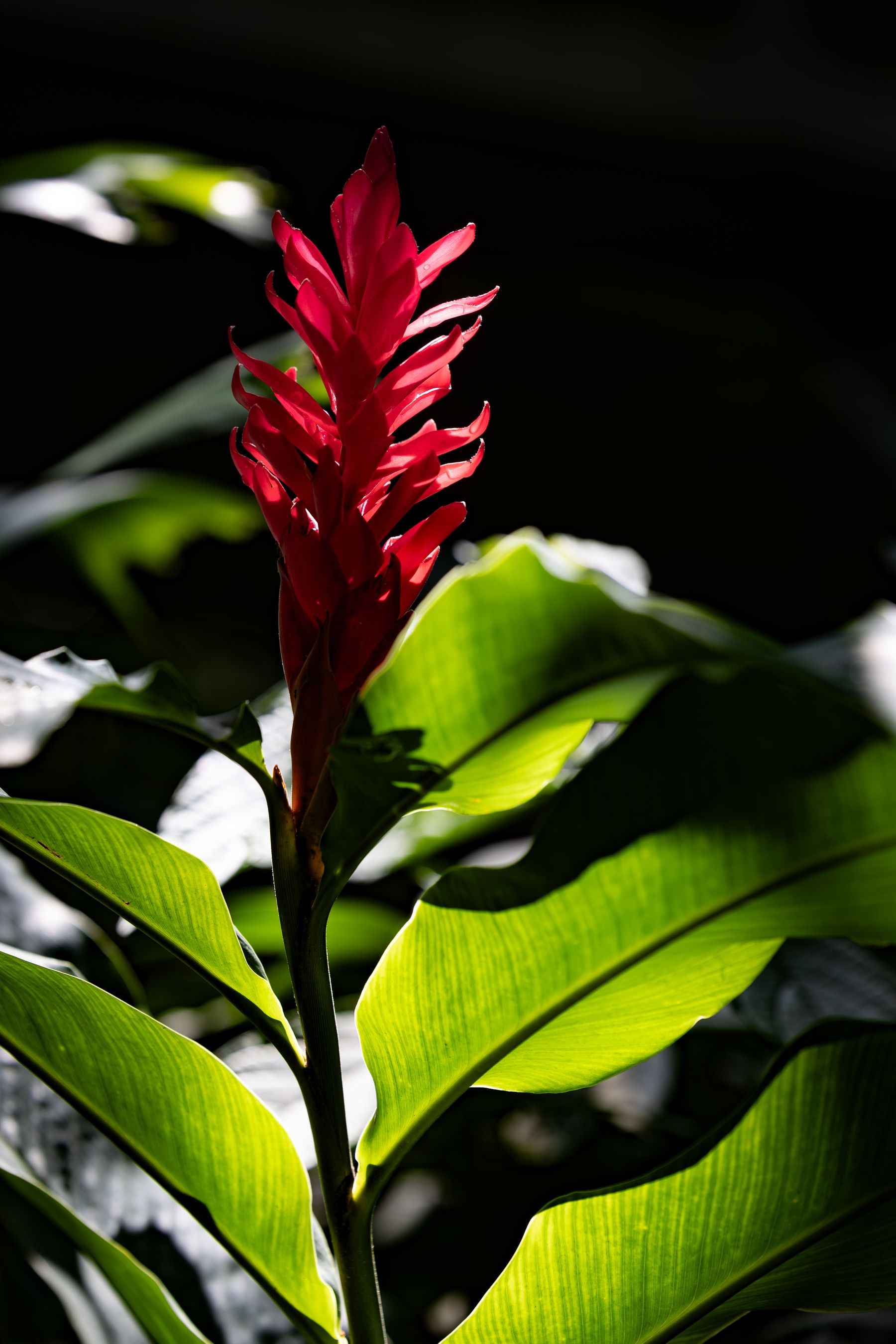 Red Ginger in Light and Dark